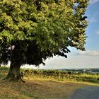 Mein geliebter Lindenbaum