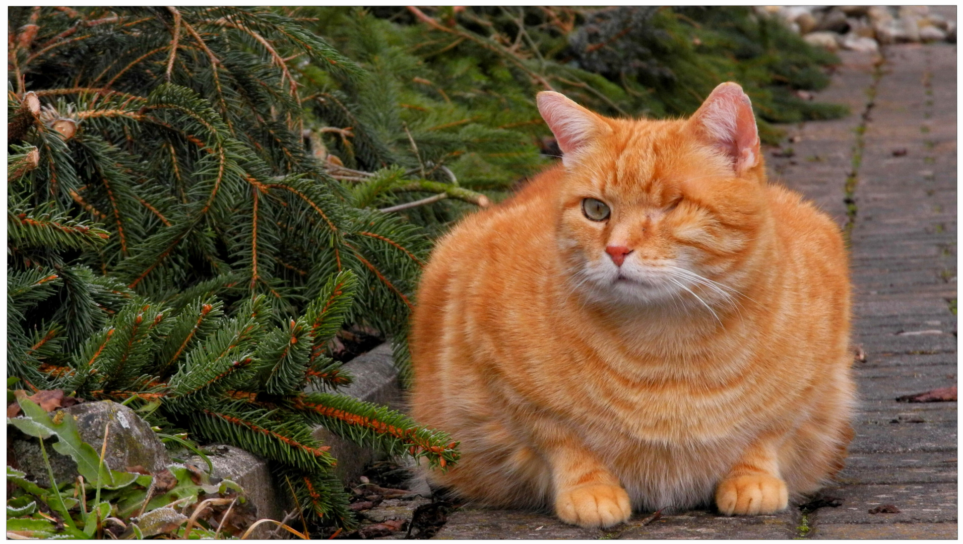 mein geliebtes Katerchen (mi querido gatito)