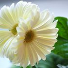 Mein Gerbera Zwilling .......