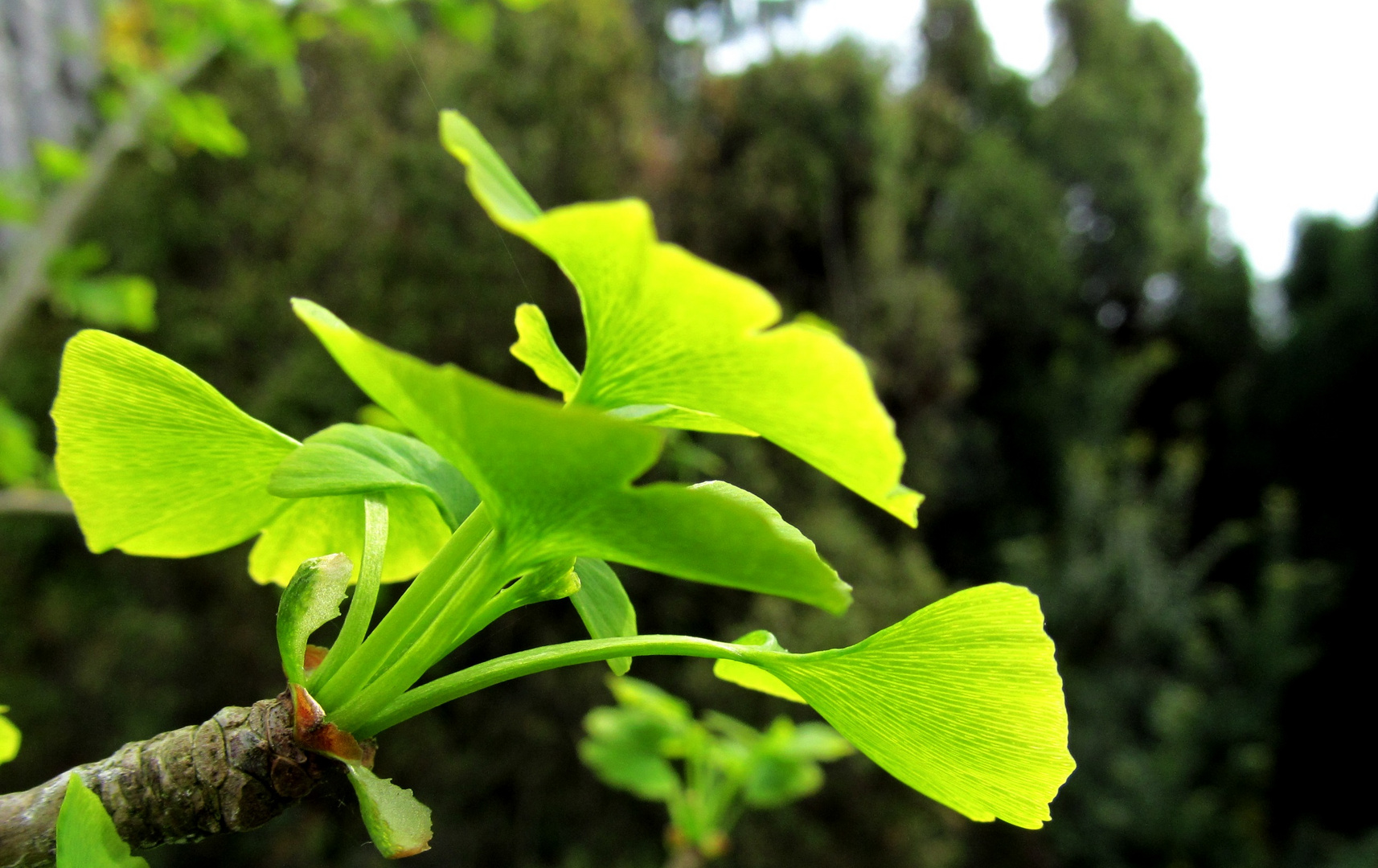 mein Gingko waechst weiter ............