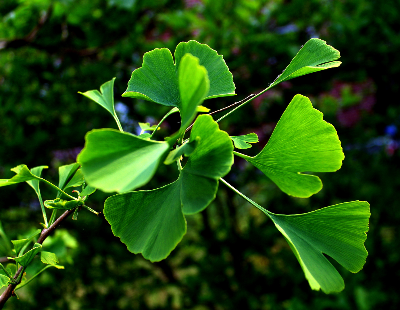 mein Ginkgo ...