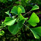 mein Ginkgo ...