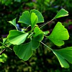 mein Ginkgo ...