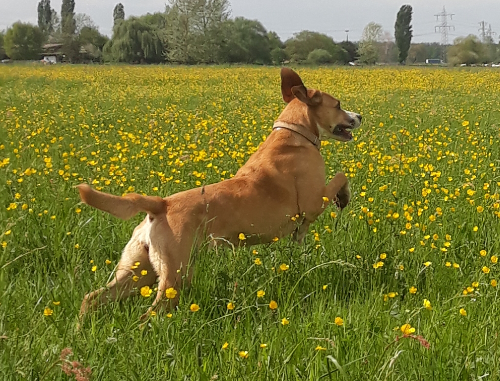 Mein glückliches Hundekind