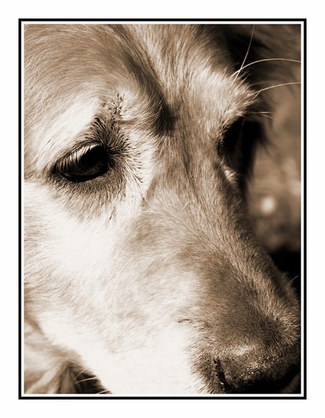 Mein Golden Retriever "Aika"