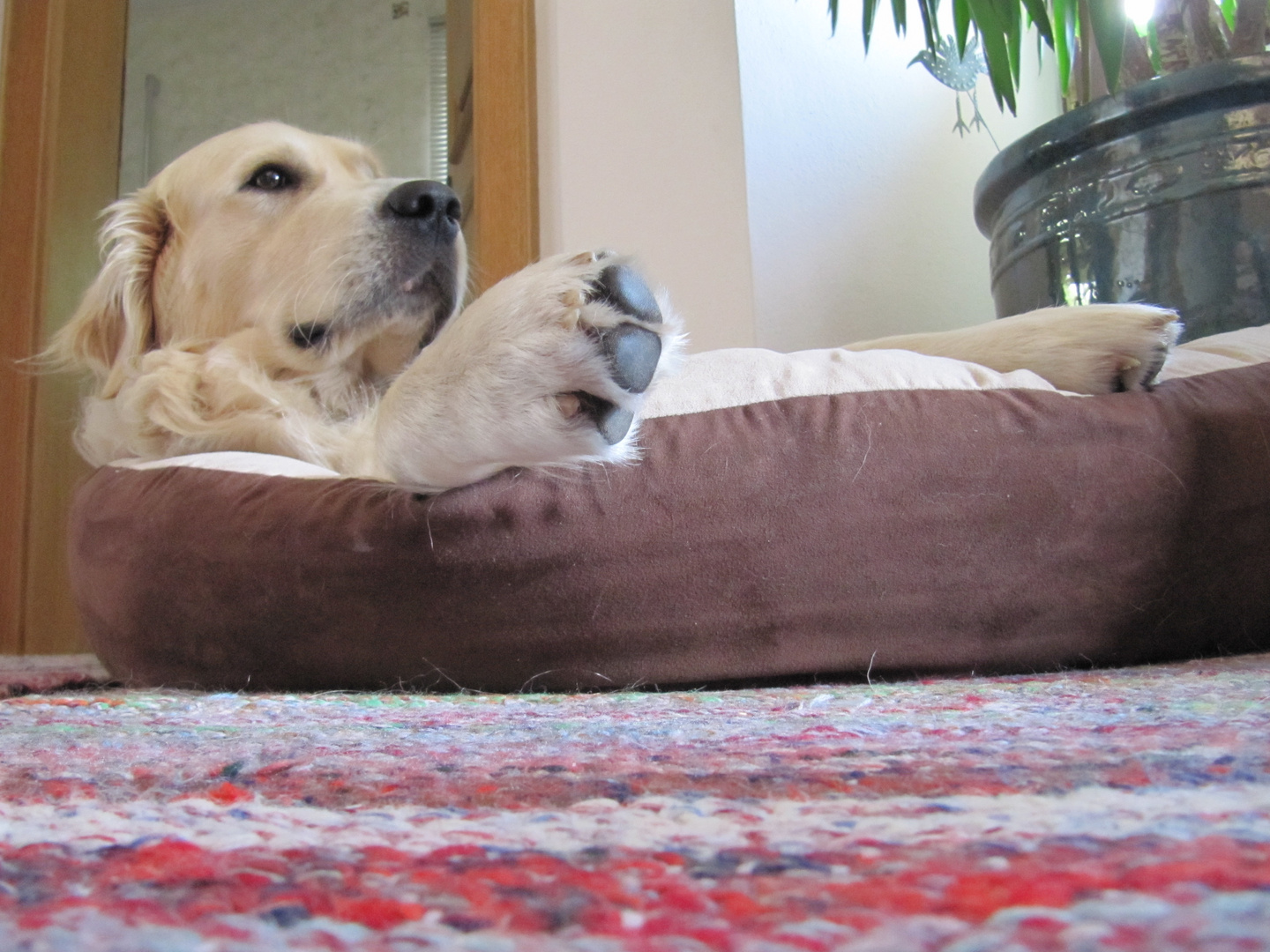 Mein Golden Retriever "Jack" in seinem Pool