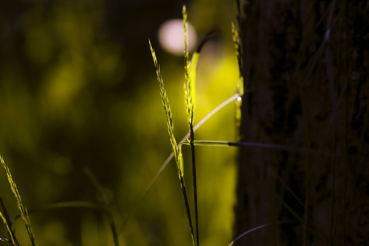 mein gras ...