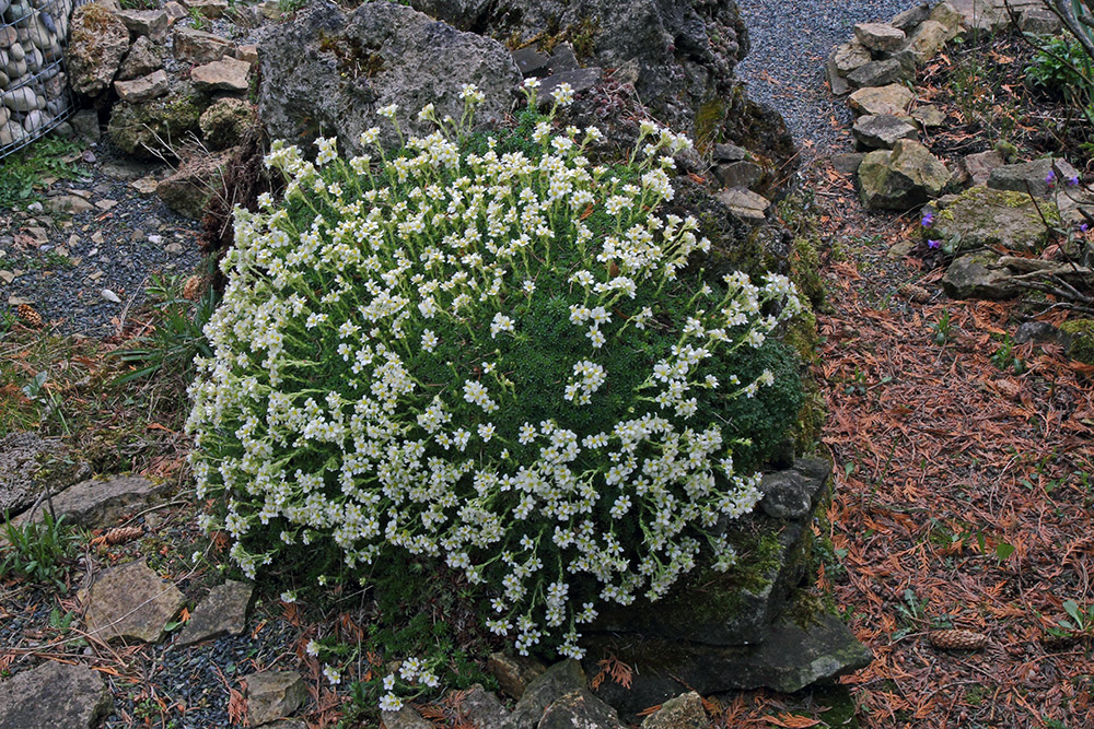 Mein größter Saxifragenhorst im Tuffgestein