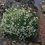 Mein größter Saxifragenhorst im Tuffgestein