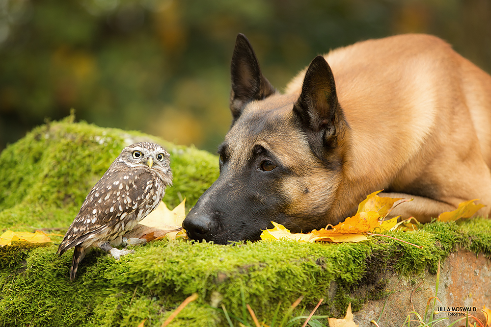 …mein großer Beschützer… Foto & Bild natur, herbst, tiere Bilder
