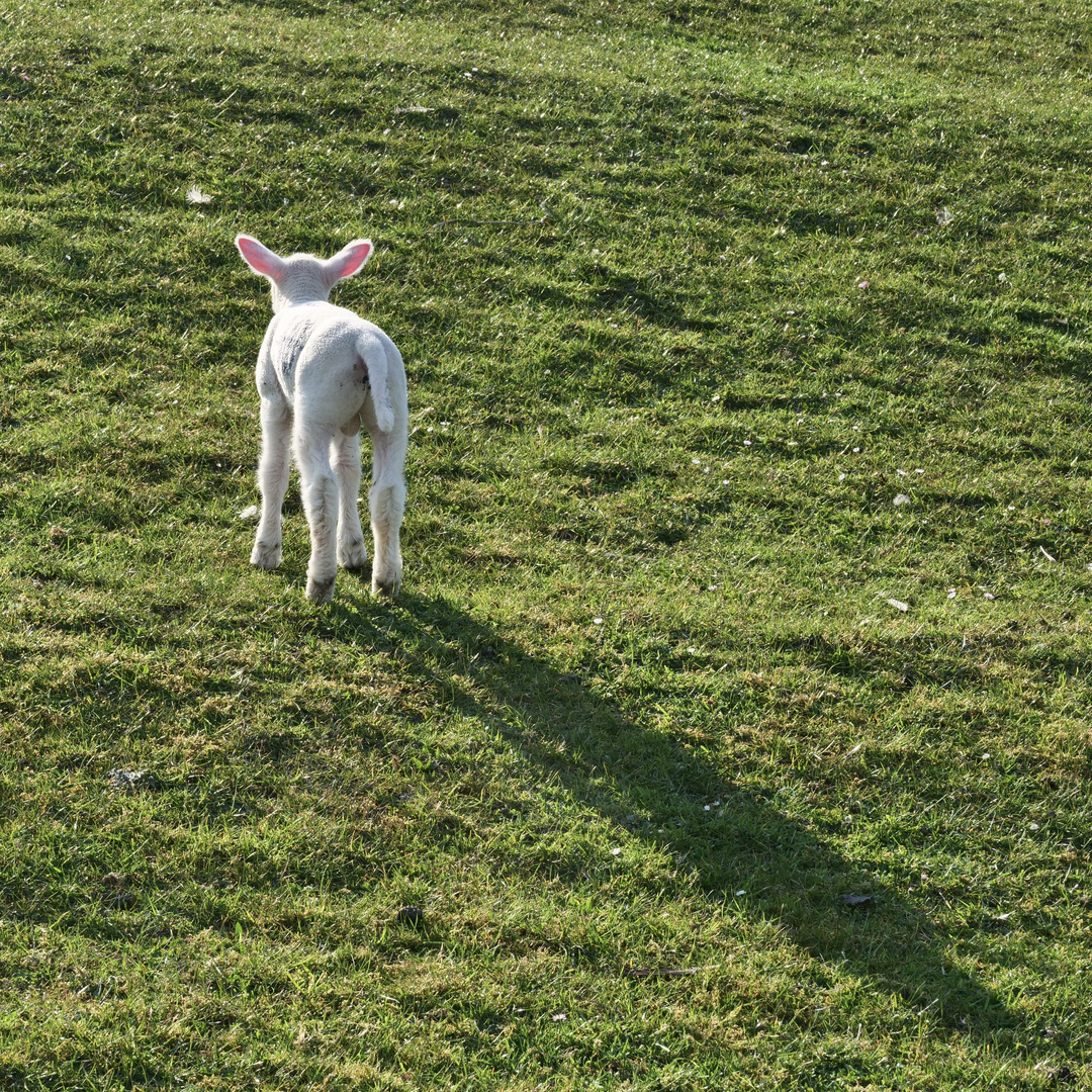 Mein großer Schatten