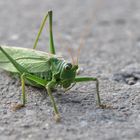 Mein grüner Freund