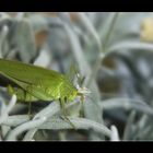 Mein grüner Freund