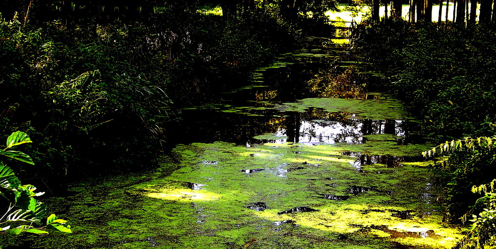 ...mein grüner Garten ...Eden...