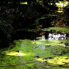 ...mein grüner Garten ...Eden...