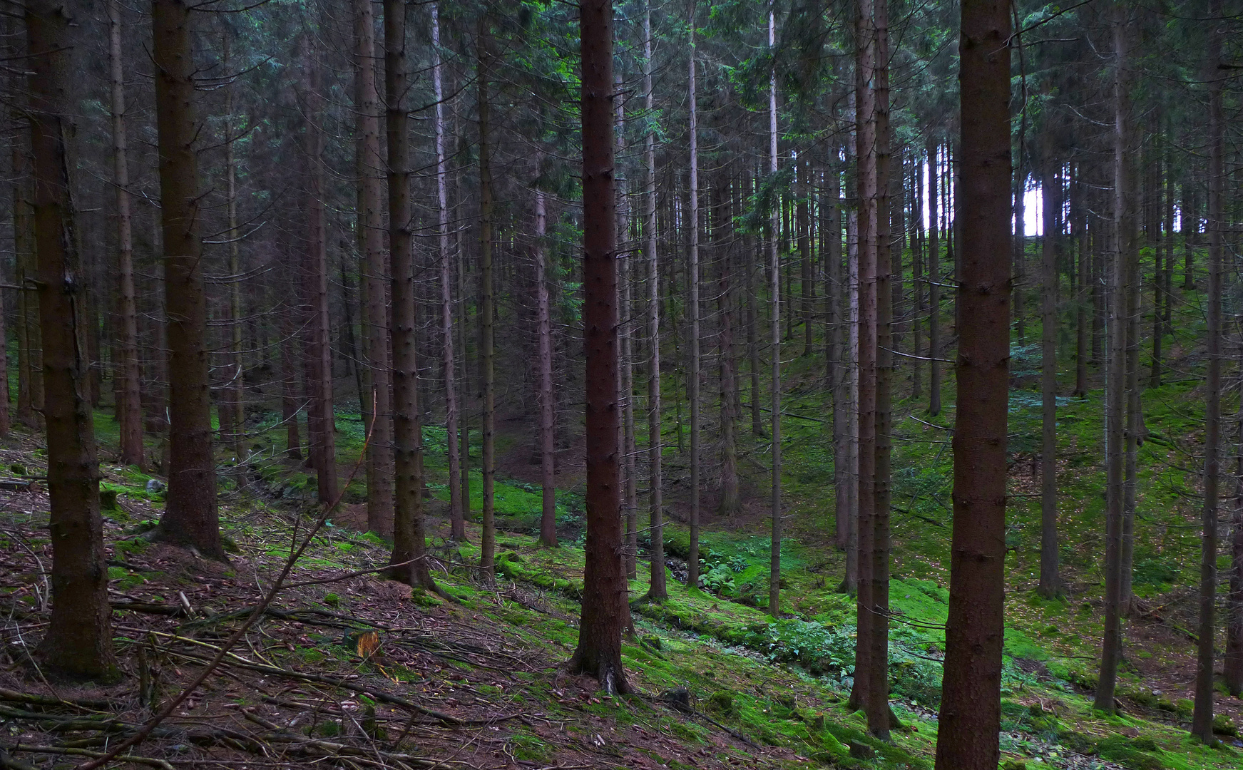 mein grünes Lieblingsbachtal im Ebbegebirge im Märkischen Kreis