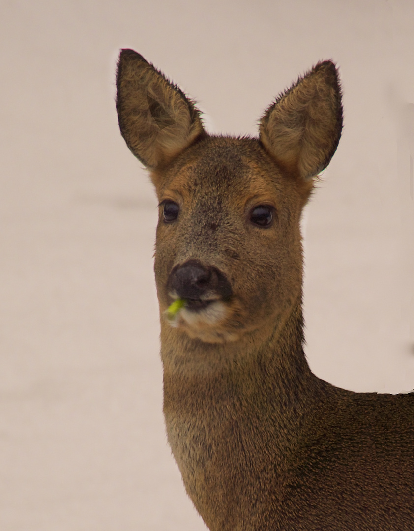 Mein Grünkohl - da geht er hin - Reh (Capreolus capreolus)