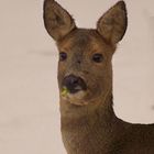 Mein Grünkohl - da geht er hin - Reh (Capreolus capreolus)