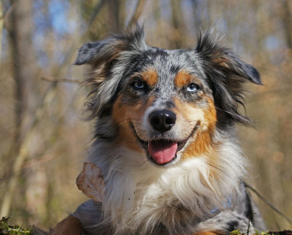 ' mein gute Laune Hund '