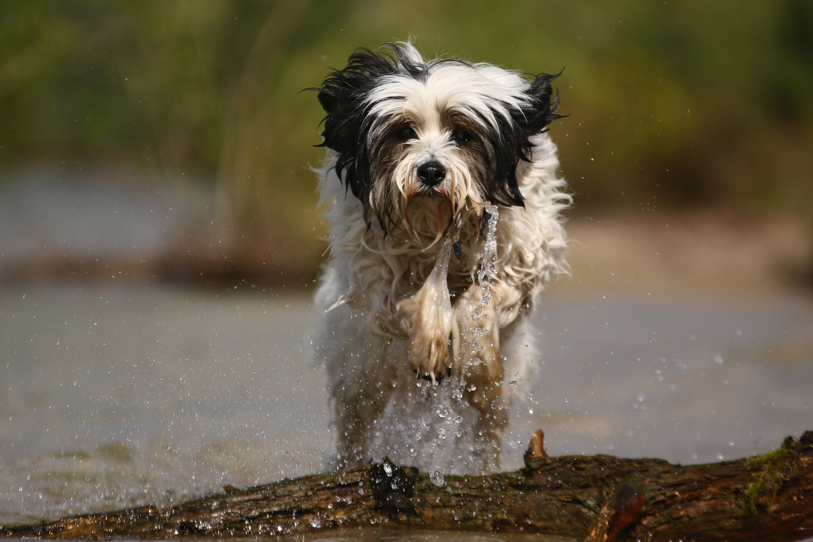 Mein Gutelaunehund :-)