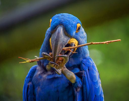 Mein guter Bekannter Barmalay