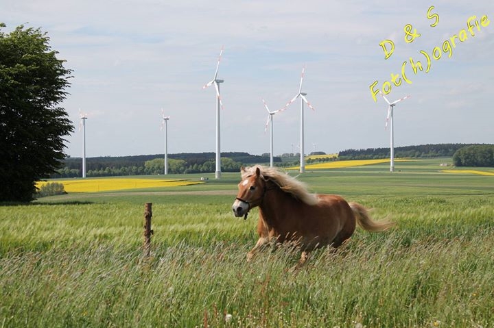 mein haflinger eddy