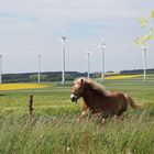 mein haflinger eddy