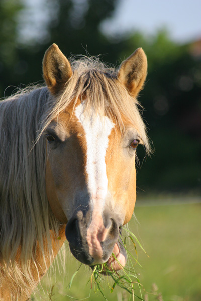 Mein Haflinger Lord