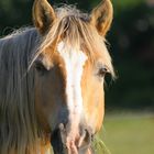 Mein Haflinger Lord