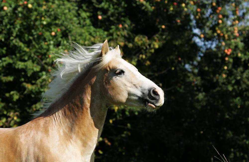 Mein Haflinger Timochy