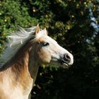 Mein Haflinger Timochy