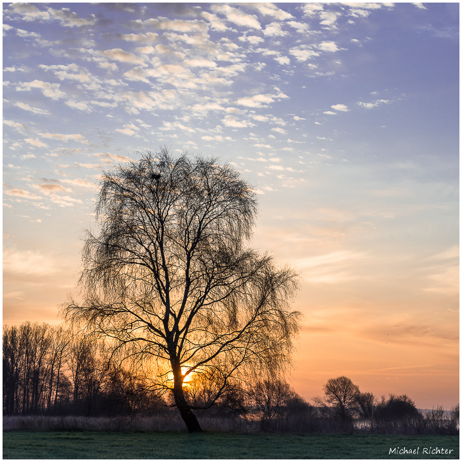 Mein Hamme-Baum