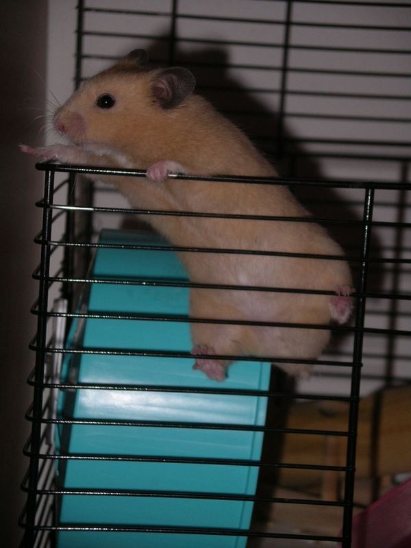 ** Mein Hamster ** Foto & Bild tiere, haustiere, nagetiere & kaninchen Bilder auf