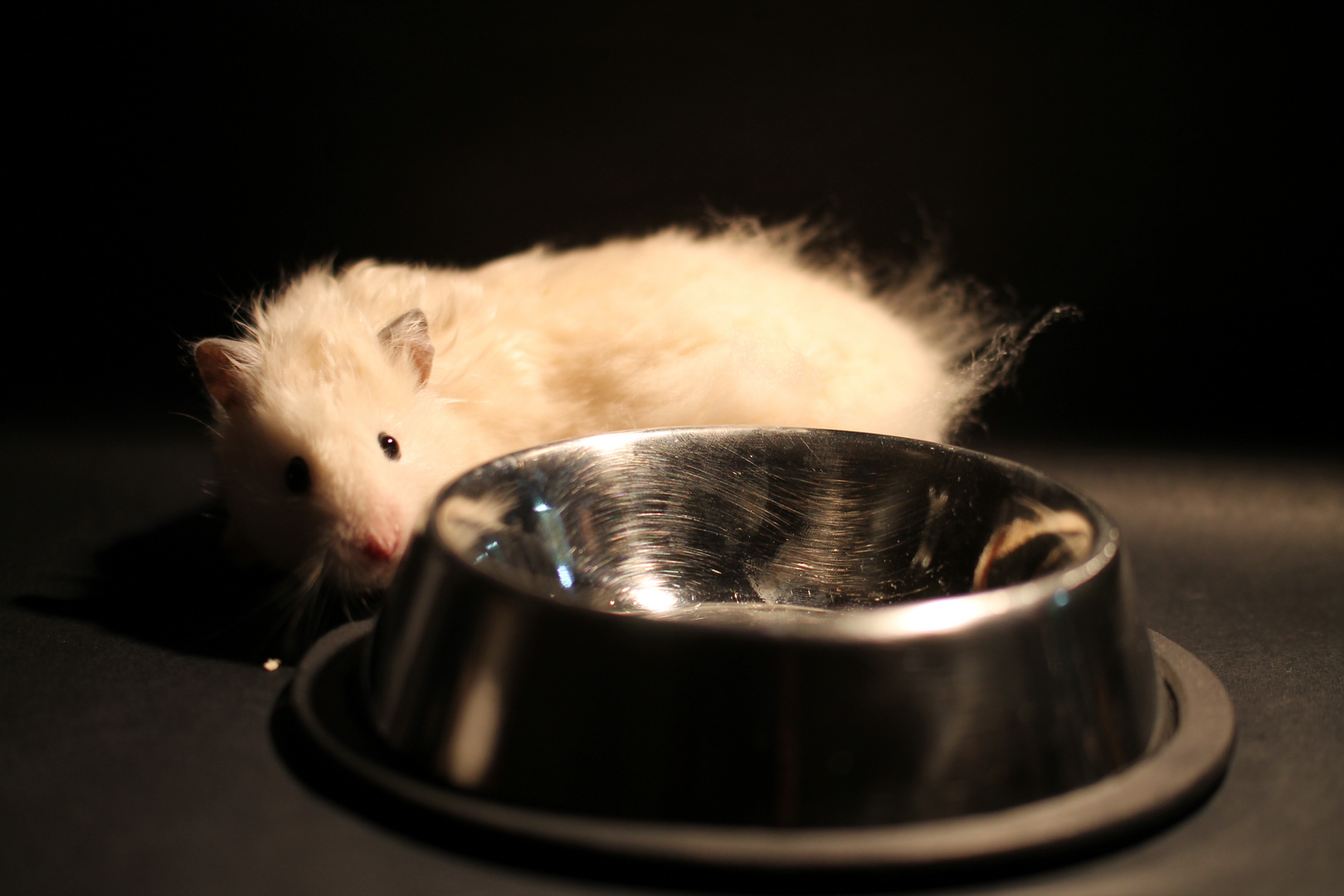 Mein Hamster am Futternapf von meiner Katze