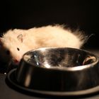 Mein Hamster am Futternapf von meiner Katze