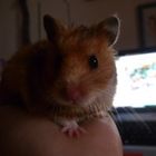 Mein Hamster Mimi