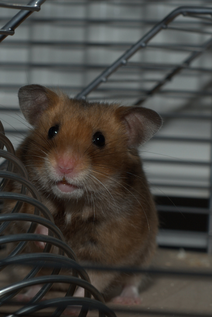Mein Hamster Schnuffi