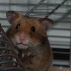 Mein Hamster Schnuffi