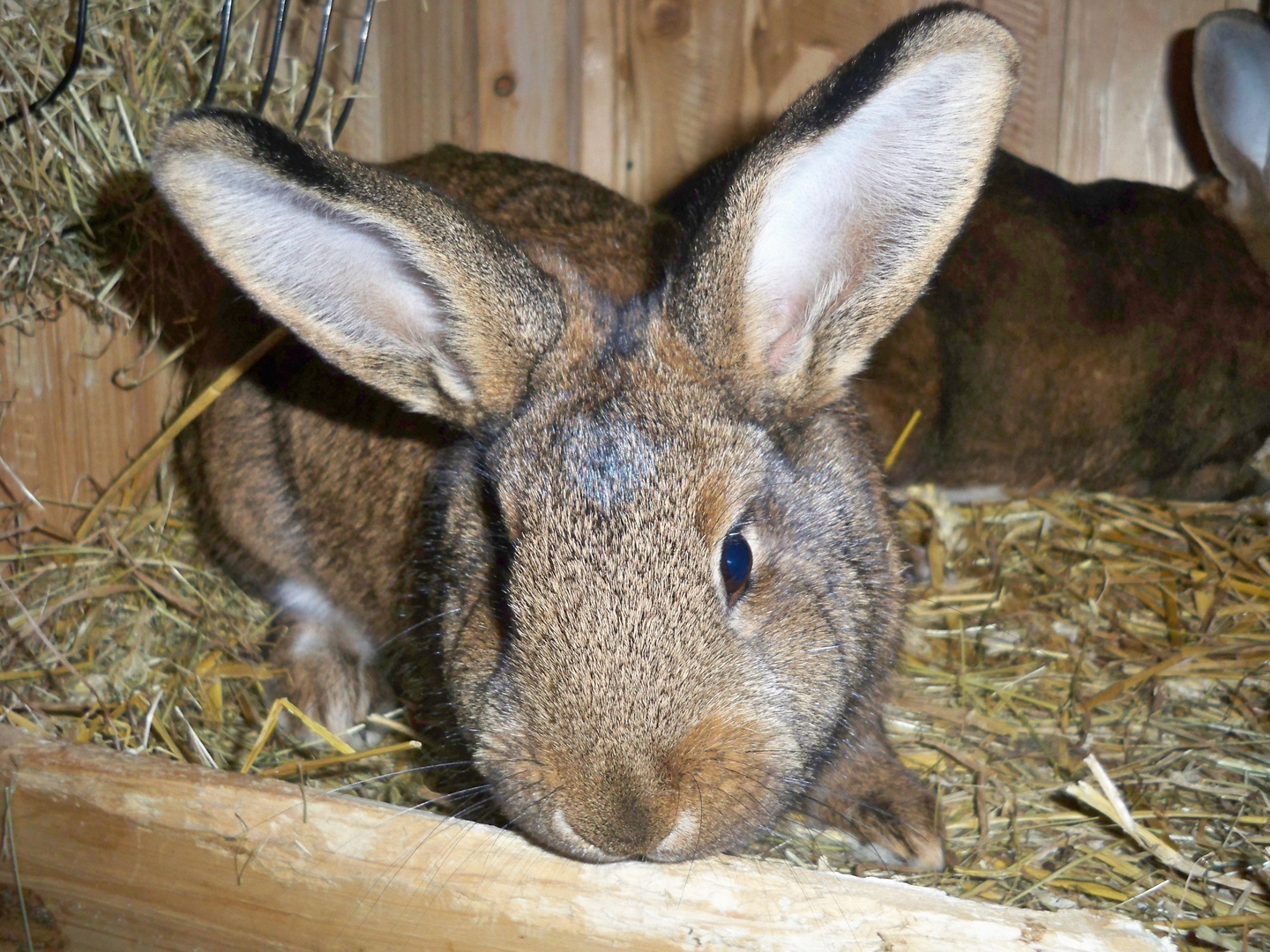 Mein Hase namens Schlitzohr