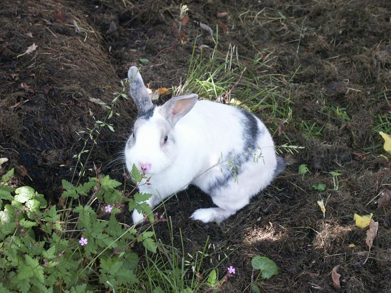 Mein Hase Schneeball