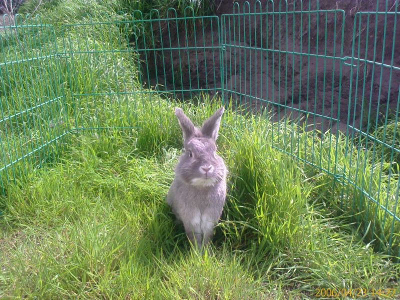 mein Hase Spiky