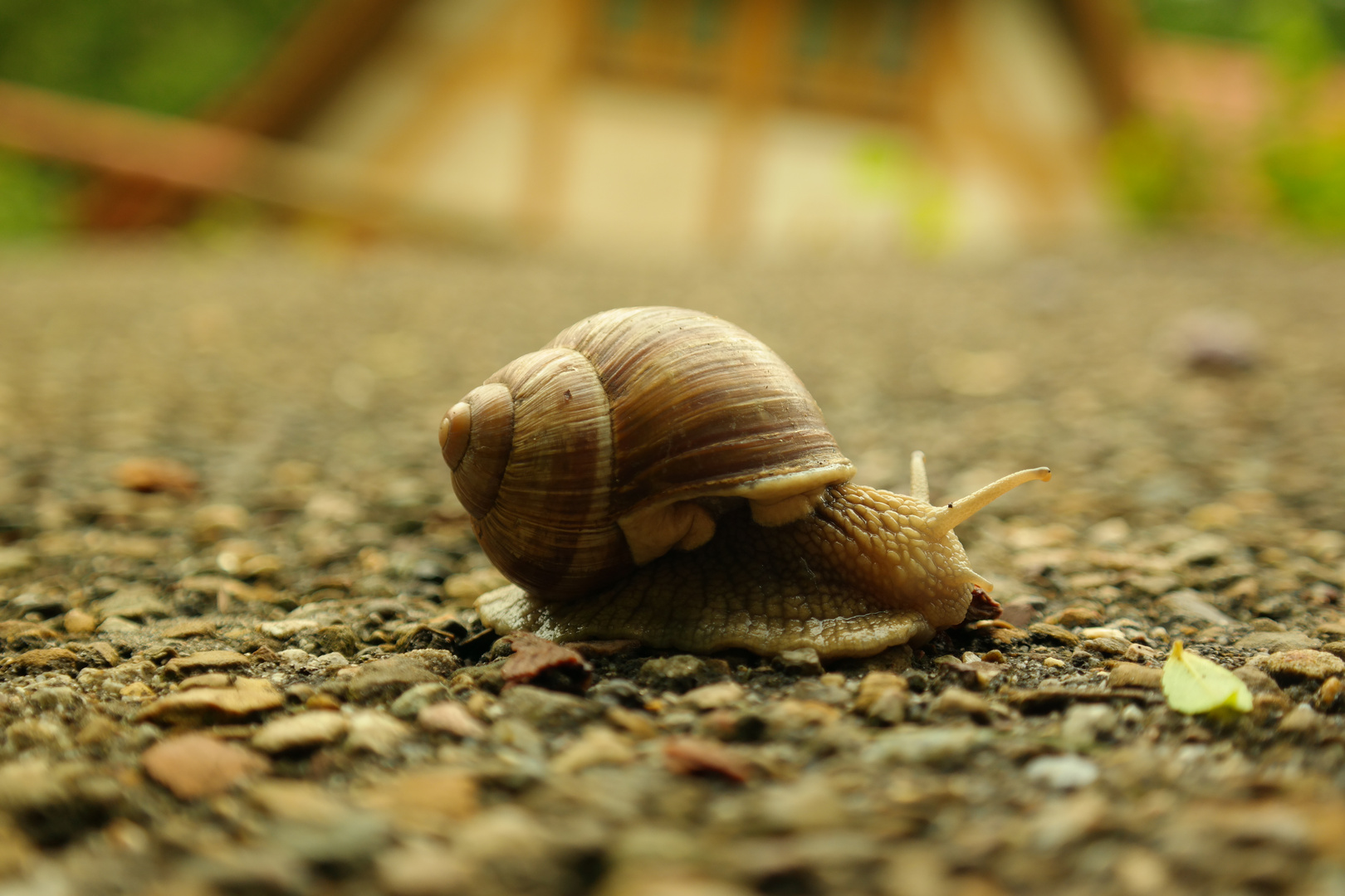 Mein Haus Dein Haus Foto Bild Natur Tiere Schnecken Bilder