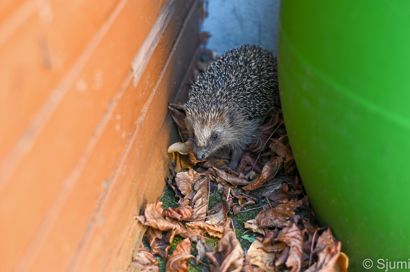 Mein Haus Igel !