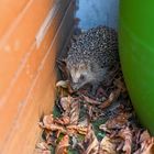 Mein Haus Igel !