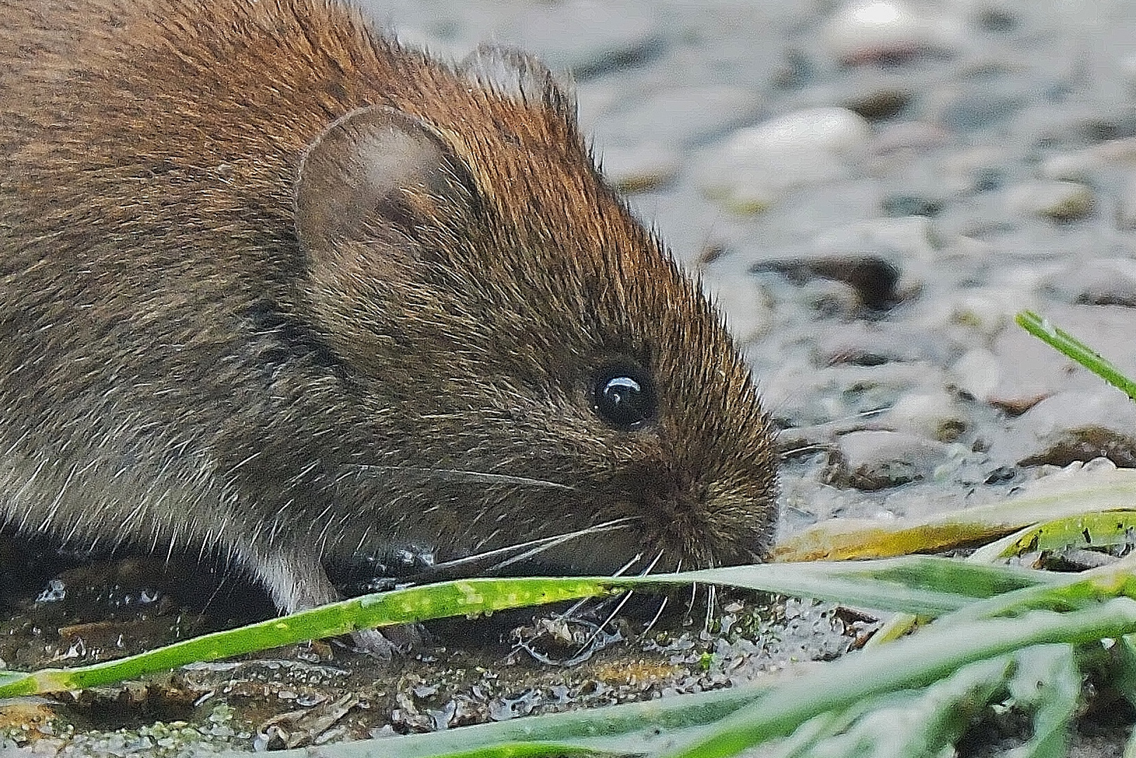 Mein Haus im Auge der Maus bei Regen