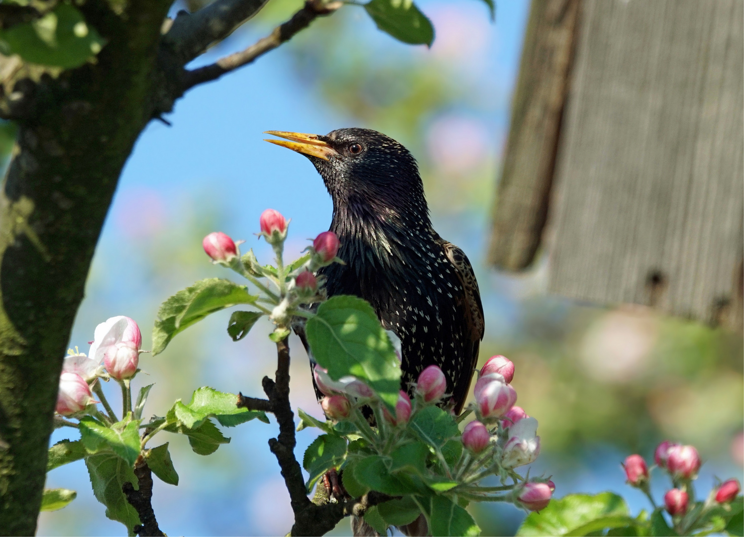 Mein Haus, mein Garten, mein Apfelbaum - Star - Sturnus vulgaris