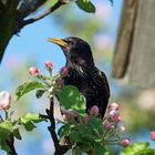 Mein Haus, mein Garten, mein Apfelbaum - Star - Sturnus vulgaris