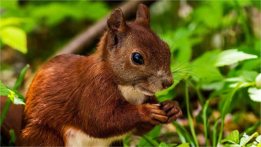 … Mein Haus, mein Garten, mein Hörnchen …