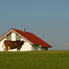 Mein Haus, meine Wiese...