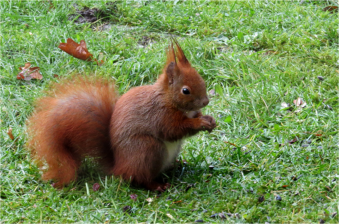  Mein hauseigenes Hörnchen...